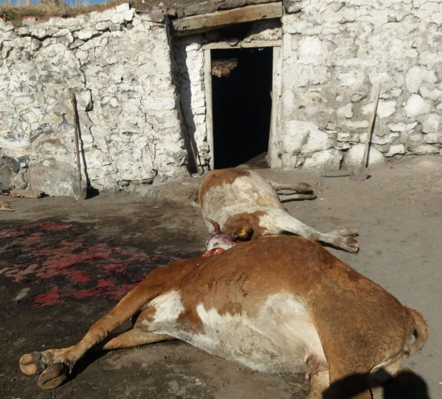 ARDAHAN’DA YANGIN, 5 İNEK TELEF OLDU