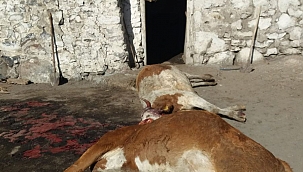 ARDAHAN’DA YANGIN, 5 İNEK TELEF OLDU