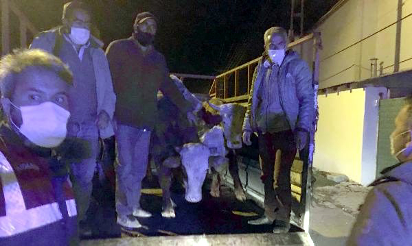 ÇALINAN 5 BÜYÜKBAŞ, KARS’TA BULUNDU