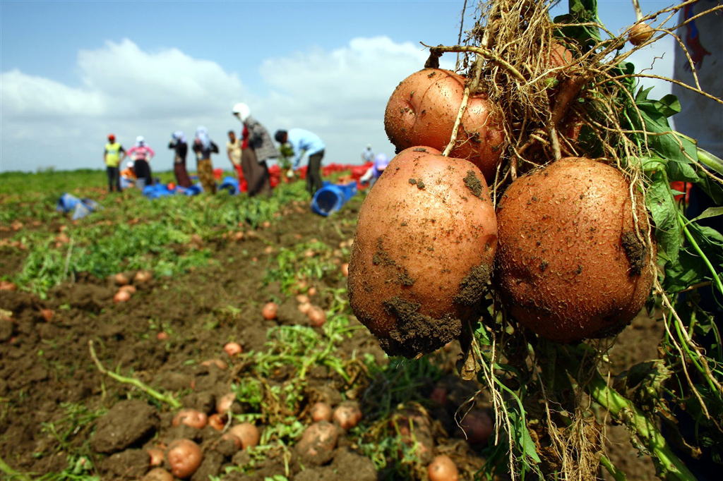 PATATES TARLADA KALDI…