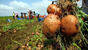 PATATES TARLADA KALDI…