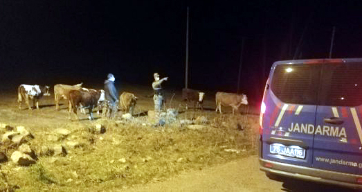 ÇALINAN HAYVANLARI JANDARMA BULDU