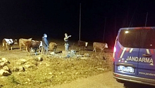 ÇALINAN HAYVANLARI JANDARMA BULDU