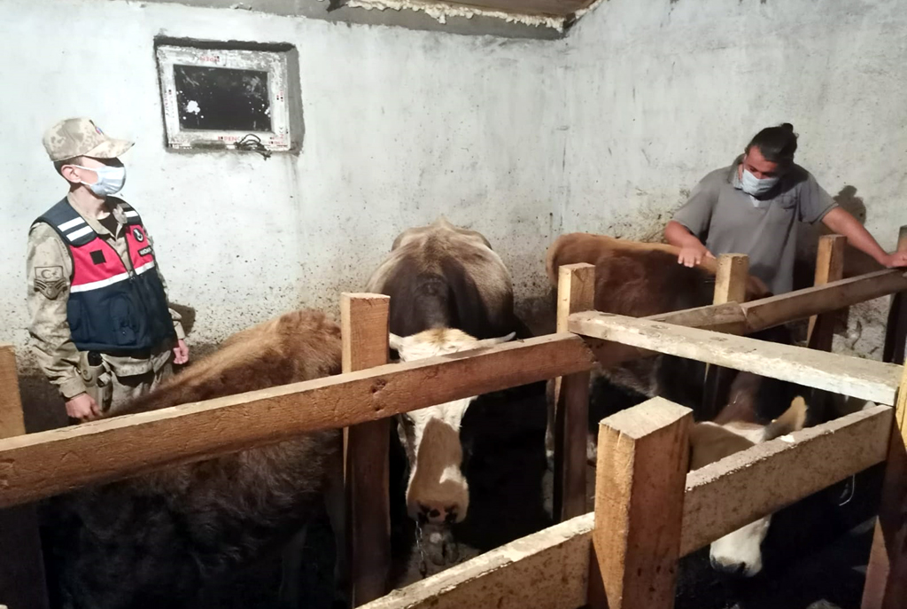 GÖLE'DE HAYVAN HIRSIZLIĞI: 2 KİŞİ TUTUKLANDI