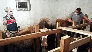 GÖLE'DE HAYVAN HIRSIZLIĞI: 2 KİŞİ TUTUKLANDI