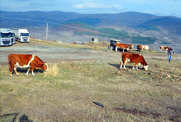 POSOF’TA ŞAP SALGINI