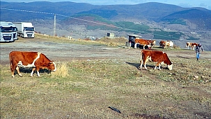 POSOF’TA ŞAP SALGINI
