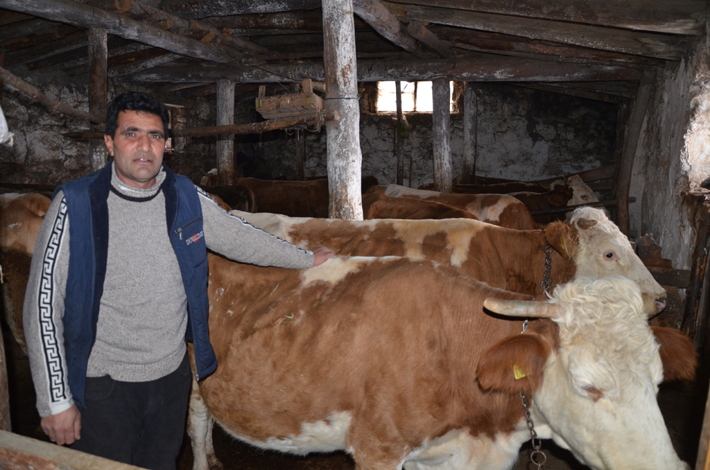 İNEK VE TRAKTÖR FAİZE GİDİYOR