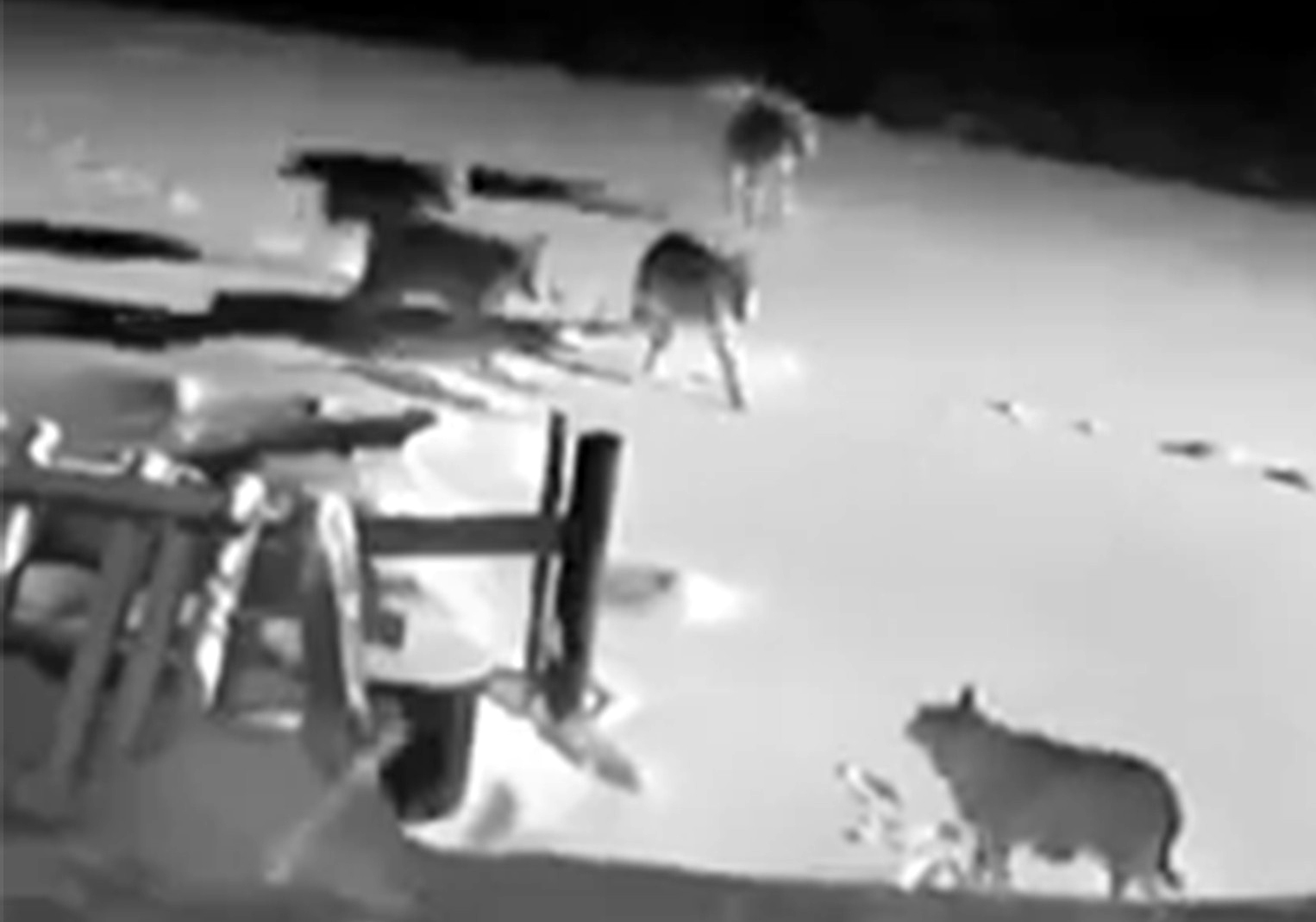 KURTLAR KÖYE İNDİ: 2 KÖPEK TELEF OLDU