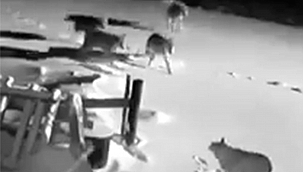 KURTLAR KÖYE İNDİ: 2 KÖPEK TELEF OLDU