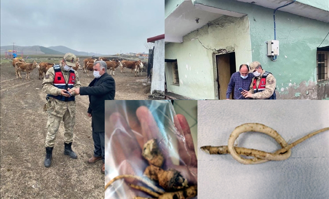 JANDARMA: “DELİ BAT BAT” OTUNU YEMEYİN