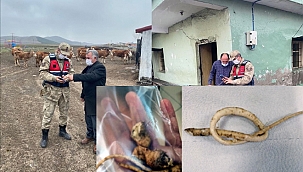 JANDARMA: “DELİ BAT BAT” OTUNU YEMEYİN