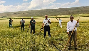 ARDAHAN’DA KURAKLIK, ÇİFTÇİYİ ESKİ ALETLERE YÖNLENDİRDİ