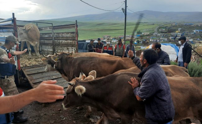 GÖLE’NİN İNEKLERİ, KARS’TA YAKALANDI