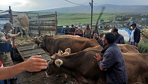 GÖLE’NİN İNEKLERİ, KARS’TA YAKALANDI