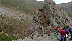 KAYALIKTA İNEK KURTARMA OPERASYONU