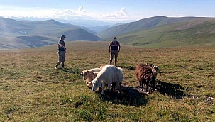ÇILDIRLI, POSOF'LUNUN HAYVANINI PİRZOLA YAPTI