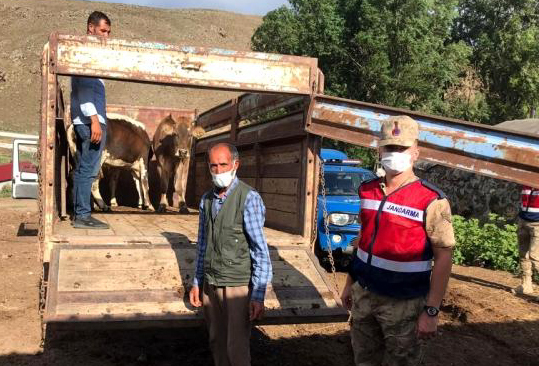 JANDARMA HAYVAN HIRSIZLARINA GÖZ AÇTIRMIYOR