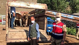 JANDARMA HAYVAN HIRSIZLARINA GÖZ AÇTIRMIYOR