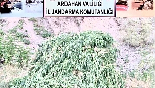 POSOF’TA 23 BİN KÖK KENEVİR BİTKİSİ İMHA EDİLDİ