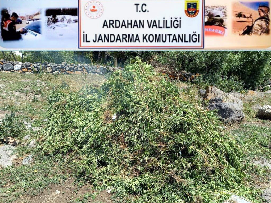 NARKOTİKÇİ VERA, BİNLERCE KÖĶ KENEVİRİ BULDU