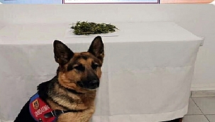 GIDA SANDIĞINDAN UYUŞTURUCU ÇIKTI!