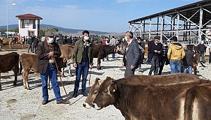 GÖLE'DE SEVK İŞLEMLERİ, HAYVAN PAZARI’NDA YAPILACAK