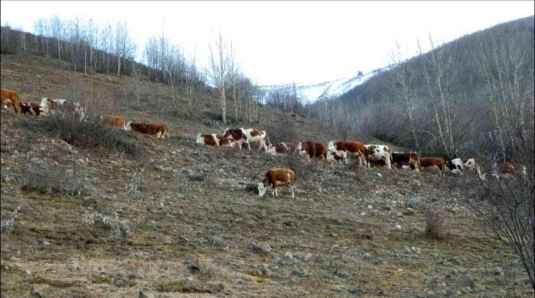 MEVSİM KIŞ, AYLARDAN ARALIK, AMA HAYVANLAR MERADA!