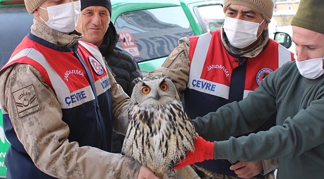 Jandarmanın yaralı halde bulduğu Puhu kuşu tedaviye alındı