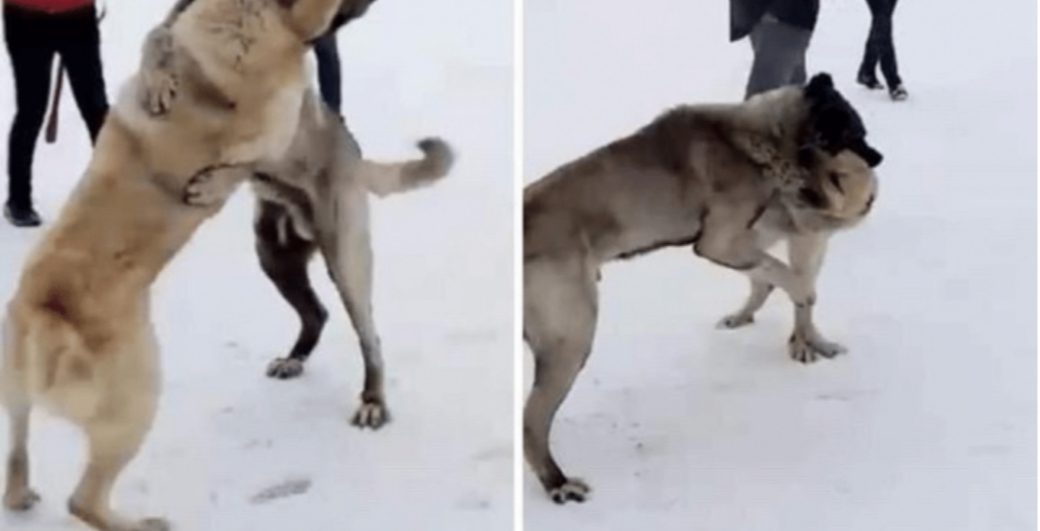VALİ, KÖPEK DÖVÜŞTÜRENLERİ AFFETMEDİ!