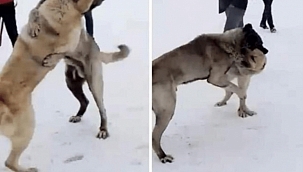 VALİ, KÖPEK DÖVÜŞTÜRENLERİ AFFETMEDİ!