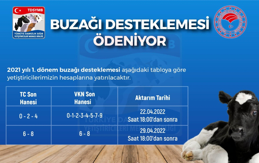 BUZAĞI DESTEKLEME ÖDEMELERİ BAŞLADI