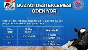 BUZAĞI DESTEKLEME ÖDEMELERİ BAŞLADI