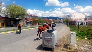 BAŞIBOŞ BIRAKILAN AT SÜRÜSÜ ÇARŞIYA İNDİ