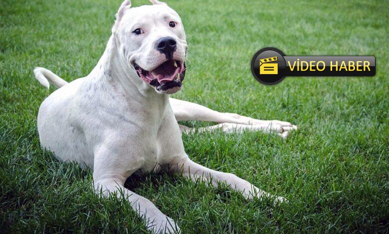 Göle'de dogo arjantin cinsi köpek dehşeti