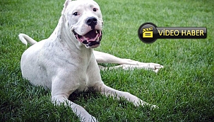GÖLE’DE DOGO ARJANTİN CİNSİ KÖPEK DEHŞETİ