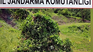 POSOF’TA 5 BİN 340 KÖK KENEVİR İMHA EDİLDİ