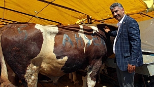 GÖLE TİGEM SAYESİNDE İSTANBULLULAR UCUZ KURBANLA BULUŞTU