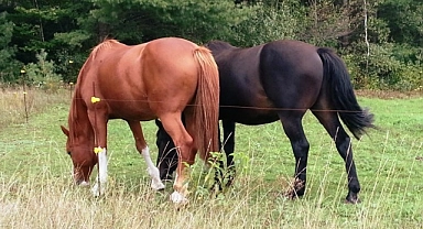 MERADA OTLAYAN 5 AT ÇALINDI