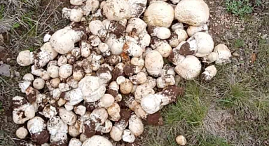 Yağışlar sonrasında mantar toplama sezonu açıldı