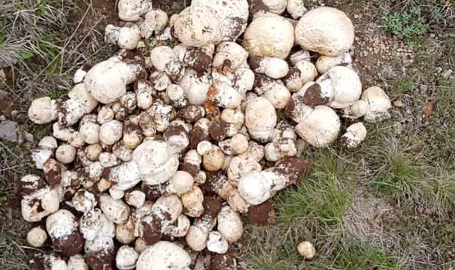 Yağışlar sonrasında mantar toplama sezonu açıldı