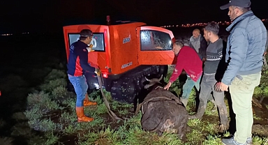 BATAKLIĞA SAPLANAN İNEK AFAD EKİPLERİNCE KURTARILDI