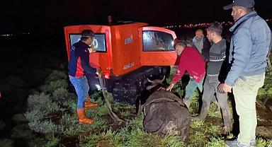 BATAKLIĞA SAPLANAN İNEK AFAD EKİPLERİNCE KURTARILDI