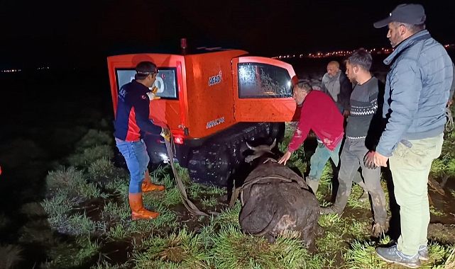 BATAKLIĞA SAPLANAN İNEK AFAD EKİPLERİNCE KURTARILDI