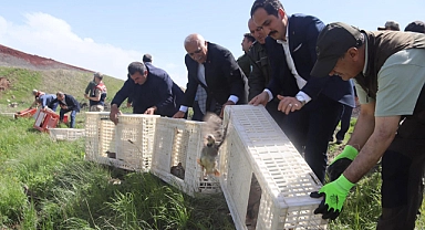 Çıldır'da kınalı keklikler doğaya bırakıldı