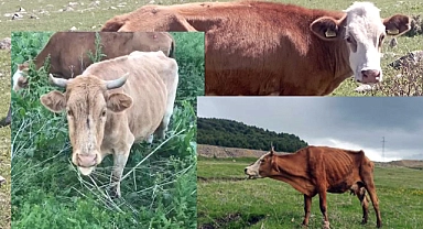 DÜZ ARDAHAN'DA ŞAP HASTALIĞI YAYILIYOR! TARIM MÜDÜRLÜĞÜ İLGİSİZ KALIYOR!