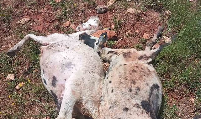 Fırtına ve yağmur 10 koyun telef etti