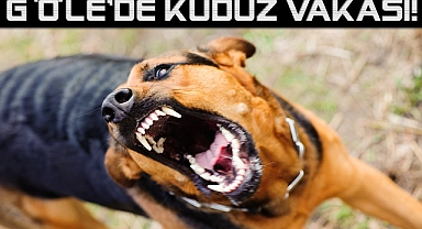 Göle'de Kuduz vakası görüldü