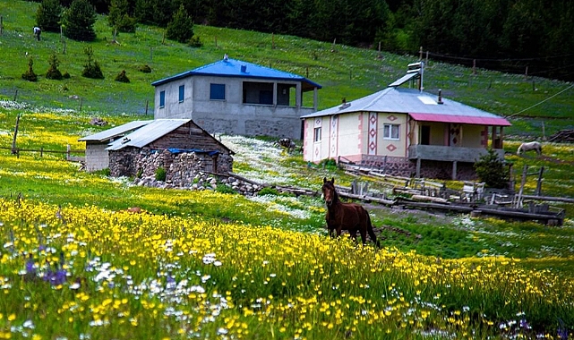 GÖLE’DE YAYLA FESTİVALİ COŞKUSU