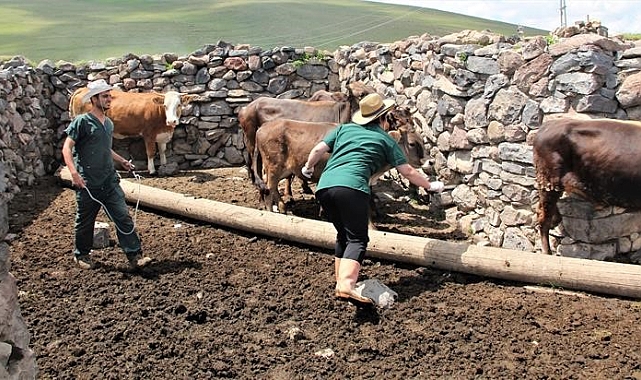 Hayvan aşılama ve küpeleme çalışmaları devam ediyor